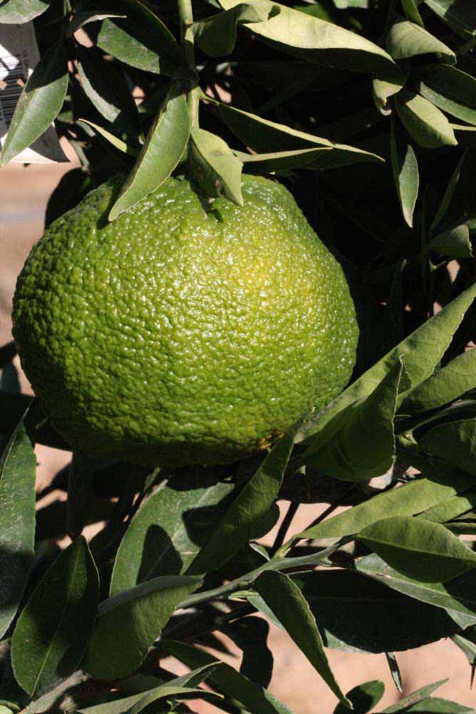            Immature fruit (Riverside, CA)   